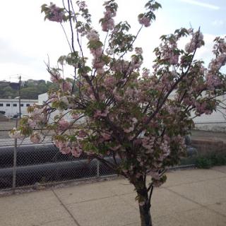 A blossoming tree adorned with pink flowers, signaling the arrival of spring.