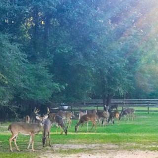 A herd of deer grazes peacefully in a verdant forest clearing.