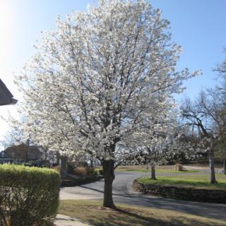 A beautiful flowering tree in full bloom under a clear blue sky.