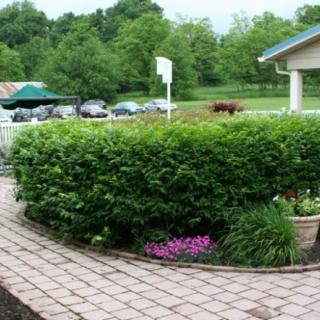 A beautifully maintained garden with a hedge bordering a cobblestone pathway.