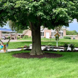 A well-maintained yard featuring a large tree surrounded by mulch and greenery.