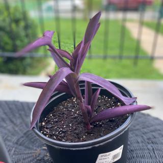 A vibrant potted plant with striking purple leaves set outdoors.