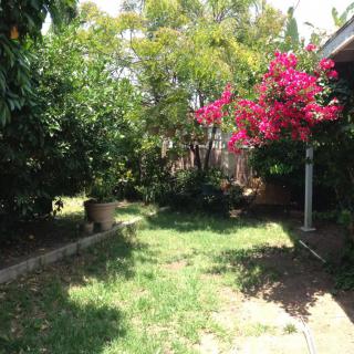 A sunny garden with lush greenery and vibrant pink flowers.