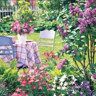 A vibrant garden scene with blooming lilacs, a plaid-covered table, and outdoor seating.