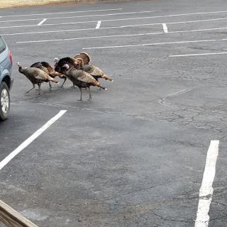 A group of turkeys gathers in a parking lot.