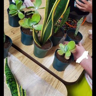 People arranging small potted plants on a table.