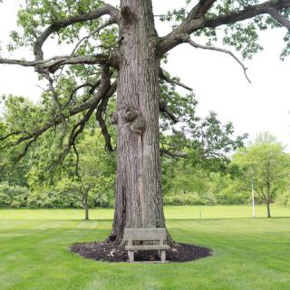 A large, majestic tree with a wooden bench underneath, situated in a lush green park.