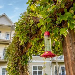 A hummingbird feeder hangs amidst lush ivy in a garden setting, with a residential building in the background.