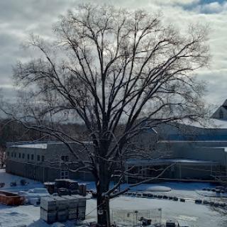 A tall, leafless tree standing in a snowy landscape with buildings and clouds in the background.