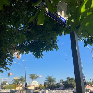 A glimpse of the urban landscape framed by lush greenery under a clear blue sky.