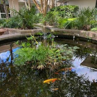 A serene garden pond with koi fish swimming among lush greenery.
