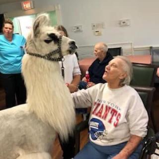An elderly woman interacts with a llama during an animal therapy session at a nursing home.