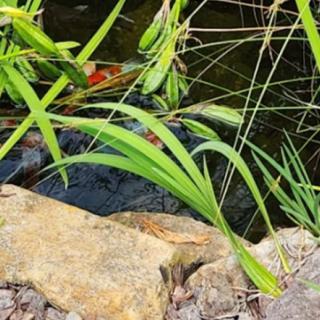 A tranquil pond scene with fish swimming among green plants and rocks.