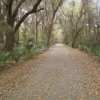 A peaceful forest trail covered in fallen leaves.