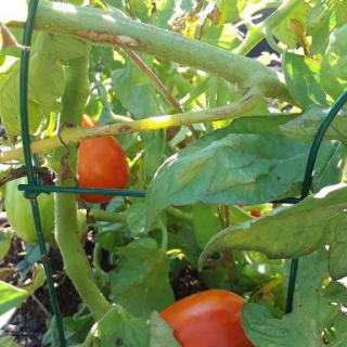 Ripe orange tomatoes growing in a garden, supported by a trellis.