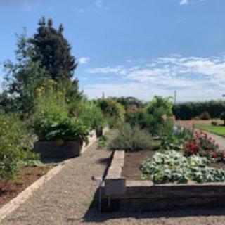 A well-maintained vegetable garden with a stone pathway under a clear blue sky.