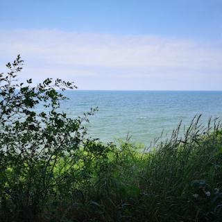 A serene view of the ocean framed by lush greenery under a clear blue sky.
