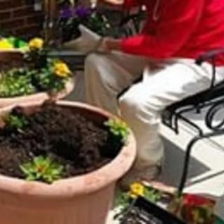 A person engaged in gardening, planting flowers in outdoor pots.
