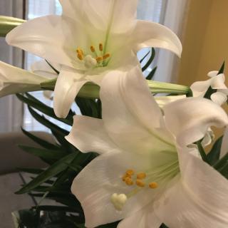 Beautiful white lilies in full bloom indoors.