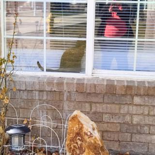A curious cat observes the outside world from a window, while its reflection is visible in the glass.