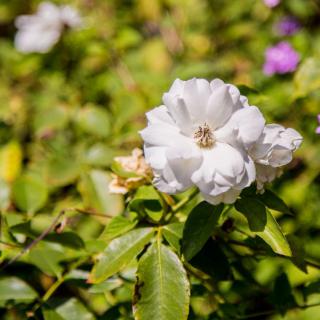 A white flower blooming amidst lush greenery in a garden setting.