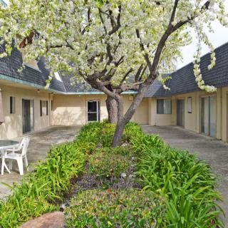 A peaceful courtyard featuring a blossoming tree surrounded by greenery.