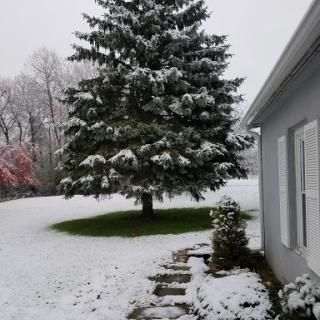 A serene winter scene with a snow-covered tree beside a house.