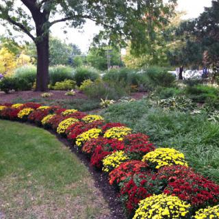 A vibrant flower bed featuring a mix of red and yellow blooms, surrounded by lush greenery in a serene garden setting.