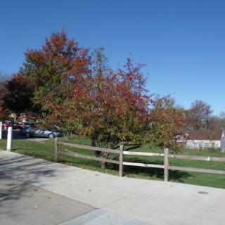 A vibrant tree showcasing fall colors in a park setting under a clear blue sky.