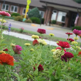 A vibrant display of flowers blooming in a garden.