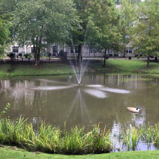 A serene pond in a park with a central fountain and lush greenery.