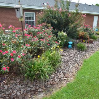 A well-maintained garden with various flowering plants and shrubs alongside a building.