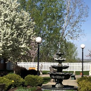 A tranquil garden with a decorative fountain surrounded by blooming trees and shrubs.