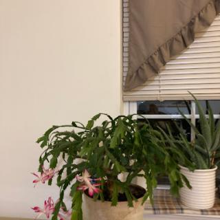 A cozy indoor scene featuring blooming plants by the window.