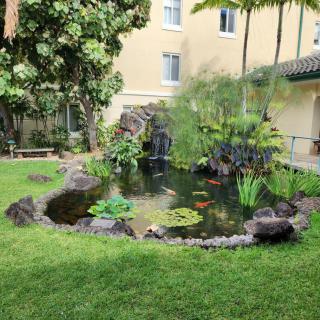 A tranquil garden pond surrounded by lush greenery and rocks.