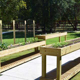 Wooden raised garden beds along a concrete path with young plants growing.