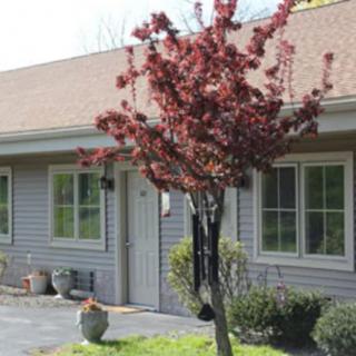 A small tree with red leaves stands in front of a residential house.
