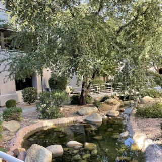 A tranquil garden featuring a pond surrounded by rocks and lush greenery.
