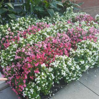 A vibrant display of blooming flowers in a garden, showcasing various shades of pink and white.