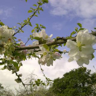Beautiful blossoms under a clear blue sky.
