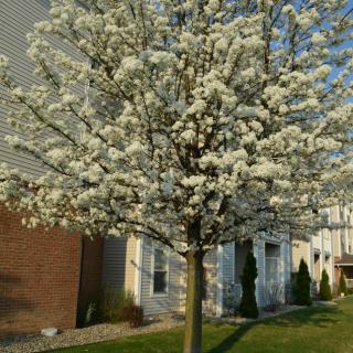 A tree in full bloom with white flowers, marking the arrival of spring.