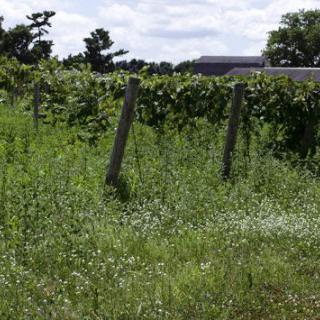 A lush green vineyard with rows of grapevines under a partly cloudy sky.