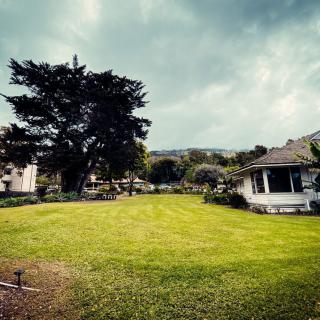 A peaceful suburban yard with a large tree and an overcast sky.