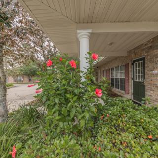 A porch with blooming hibiscus plants and a garden.