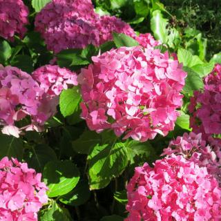 Vibrant pink hydrangeas in full bloom amidst lush green foliage.