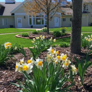A well-maintained garden with blooming daffodils in front of a house, showcasing vibrant spring colors.