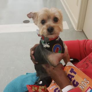 A small Yorkshire Terrier looking adorable while being held.