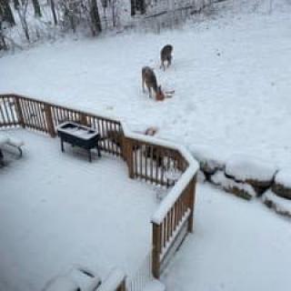 Two deer grazing in a snow-covered backyard.