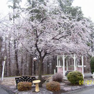 A winter scene featuring an ice-covered tree beside a gazebo and bench.