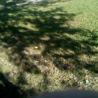A patch of grass with shadows cast by trees creating a natural pattern.